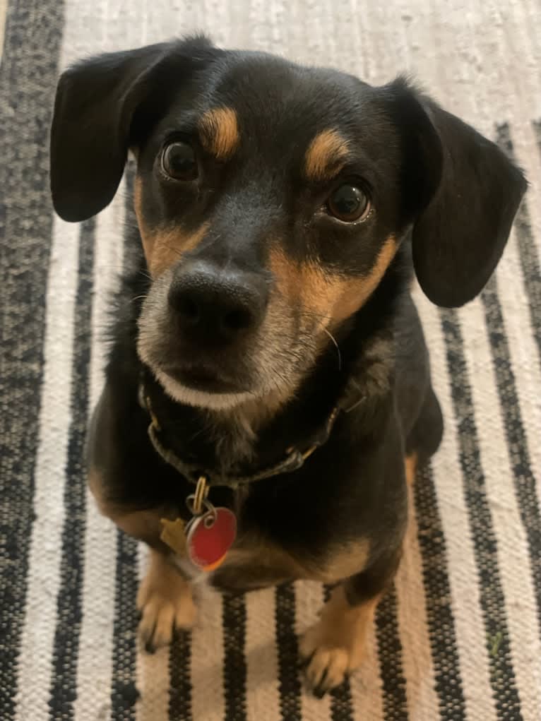 Cody, a Rat Terrier and Cocker Spaniel mix tested with EmbarkVet.com