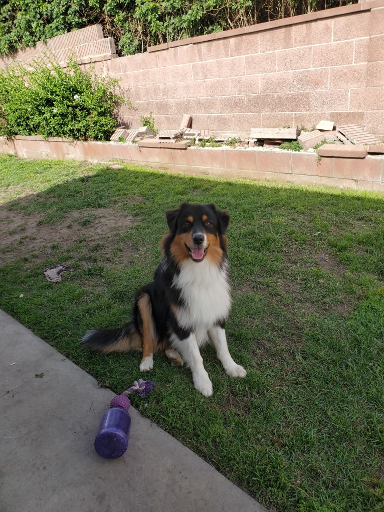 Champ Ice, an Australian Shepherd tested with EmbarkVet.com