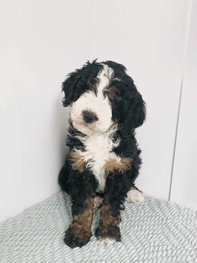 Charlie, a Bernedoodle tested with EmbarkVet.com