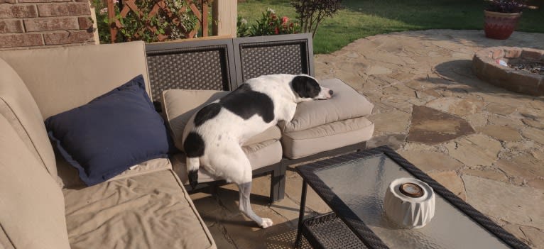 Chance, a German Shorthaired Pointer and Border Collie mix tested with EmbarkVet.com