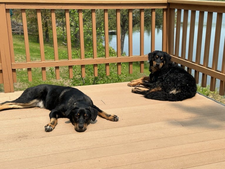 Jasper, an Australian Shepherd and Labrador Retriever mix tested with EmbarkVet.com