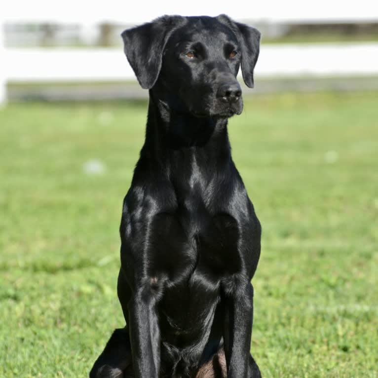 Tannis, a Labrador Retriever tested with EmbarkVet.com