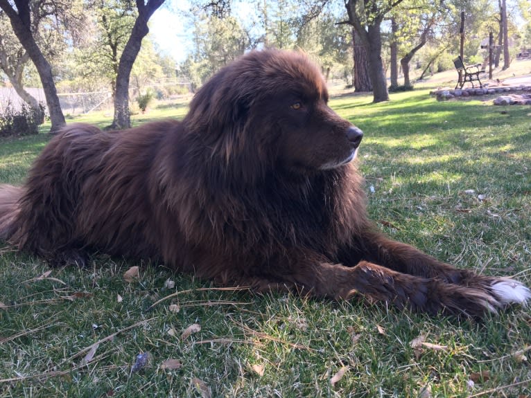 Rosey, a Newfoundland and Siberian Husky mix tested with EmbarkVet.com