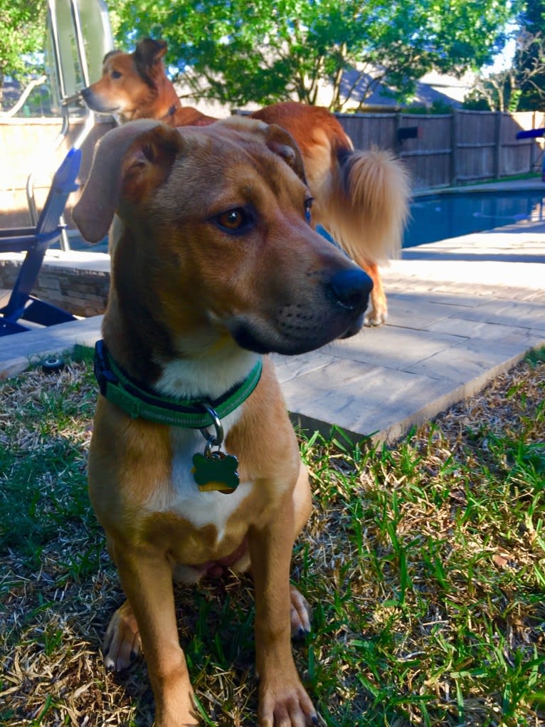 Everest, an American Pit Bull Terrier and Chow Chow mix tested with EmbarkVet.com