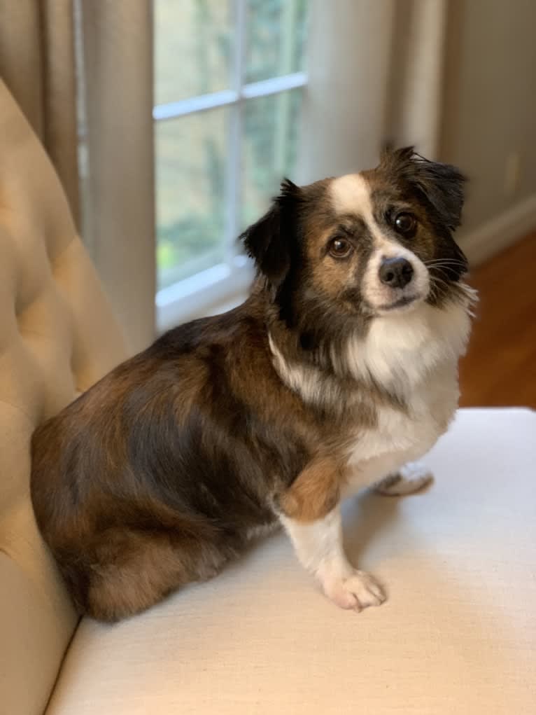 Sonny, a Russell-type Terrier and Chihuahua mix tested with EmbarkVet.com