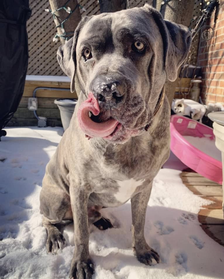 Bronson, a Cane Corso tested with EmbarkVet.com