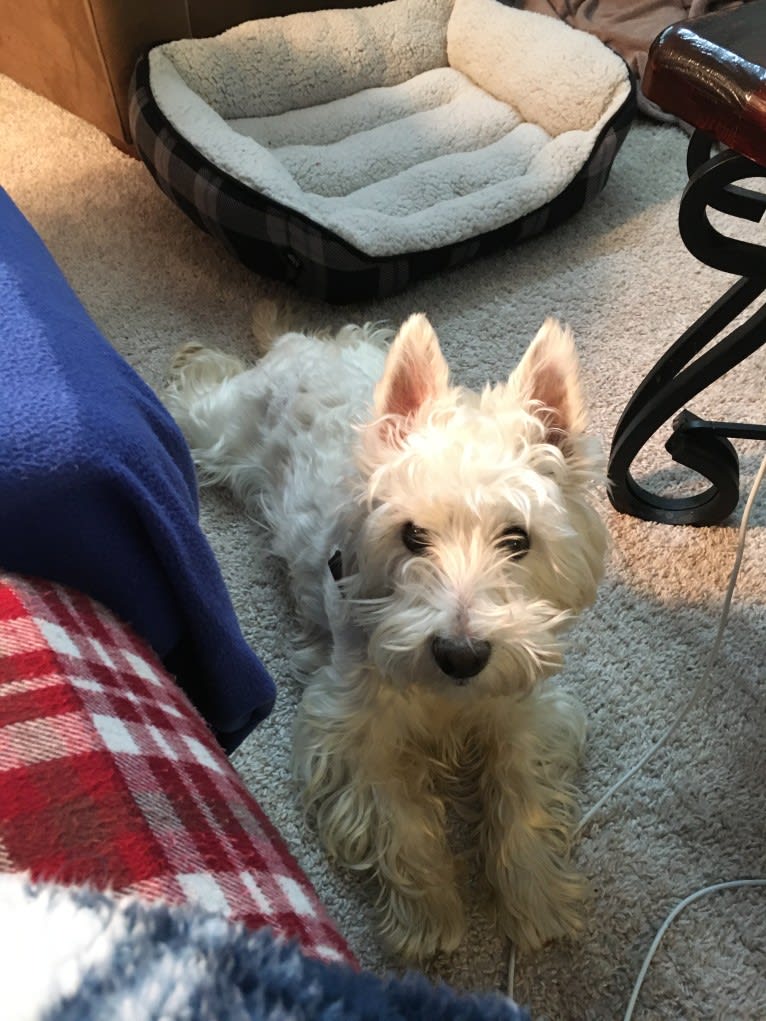 Dylan, a West Highland White Terrier tested with EmbarkVet.com