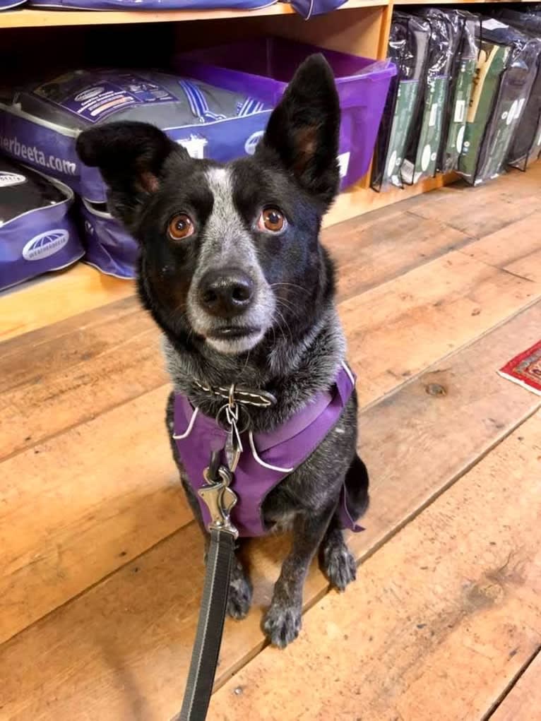 Mist, an Australian Cattle Dog and Australian Shepherd mix tested with EmbarkVet.com