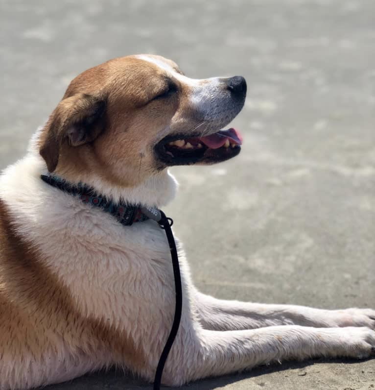 Rotor Blade Worrell, a Chow Chow and American Pit Bull Terrier mix tested with EmbarkVet.com