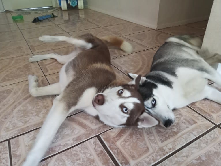 Titan, a Gerberian Shepsky tested with EmbarkVet.com