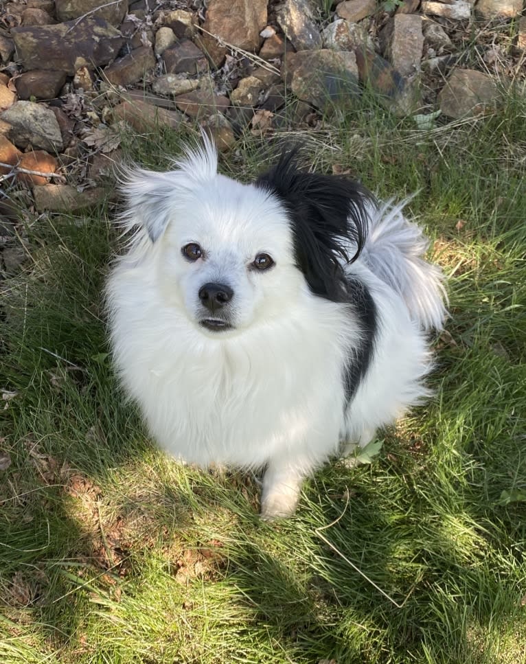 Frankie, a Shih Tzu and Pomeranian mix tested with EmbarkVet.com