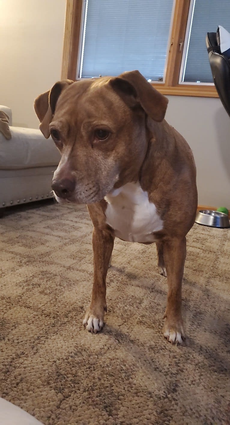 Buttercup, an American Pit Bull Terrier and Labrador Retriever mix tested with EmbarkVet.com