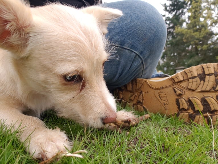 Hannah, a Dachshund and Bichon Frise mix tested with EmbarkVet.com