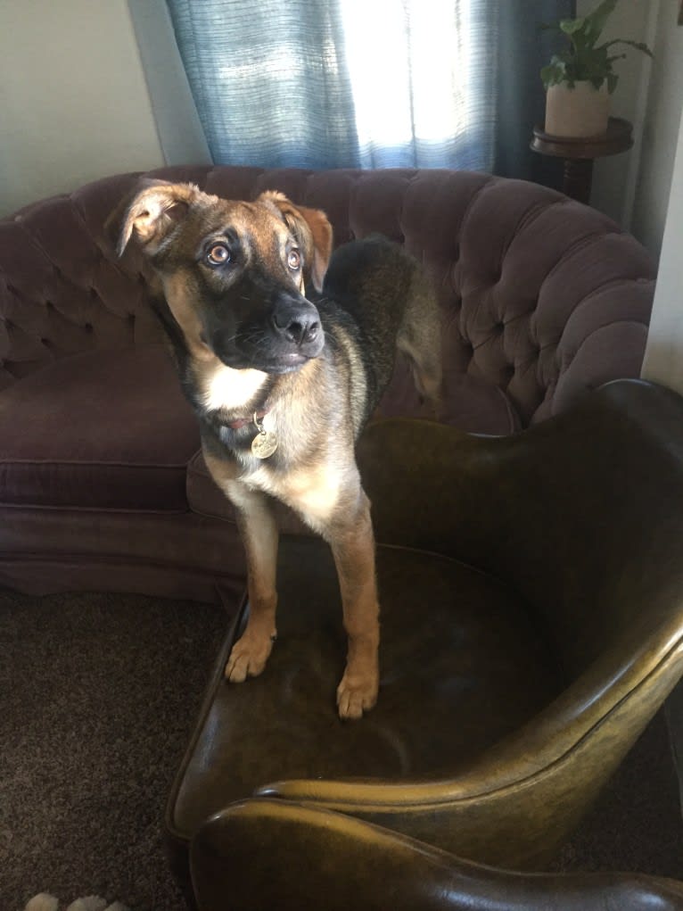 Arrow, a German Shepherd Dog and American Pit Bull Terrier mix tested with EmbarkVet.com