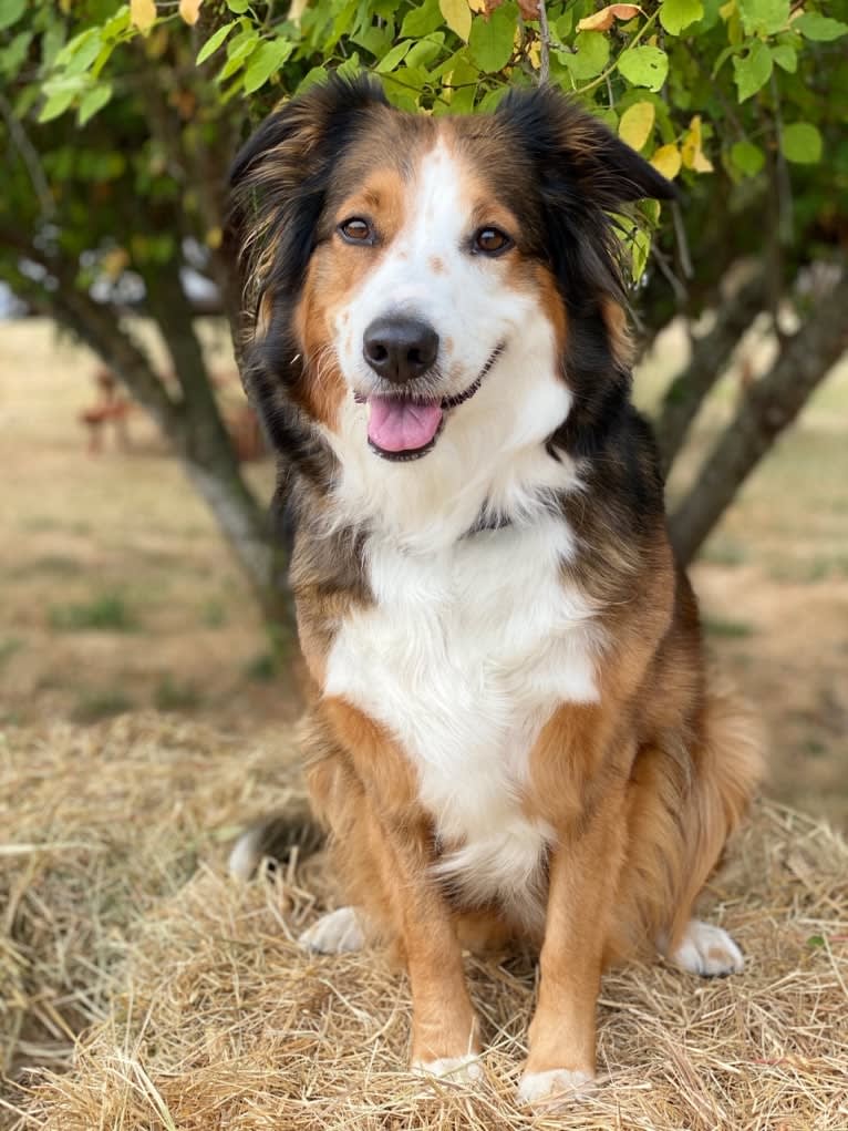 Lark, an English Shepherd tested with EmbarkVet.com