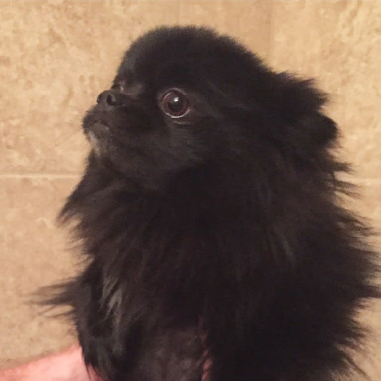 Marlin, a Pomeranian tested with EmbarkVet.com