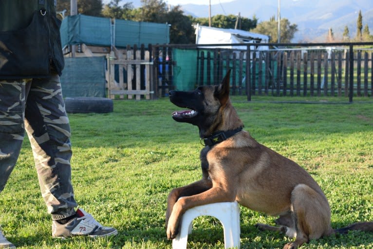 Kylar (PsychoKiller d'Hélitesport), a Belgian Shepherd tested with EmbarkVet.com