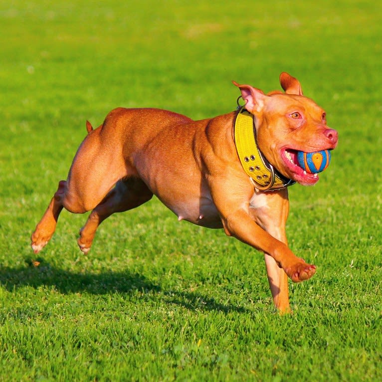 Revy, an American Pit Bull Terrier tested with EmbarkVet.com