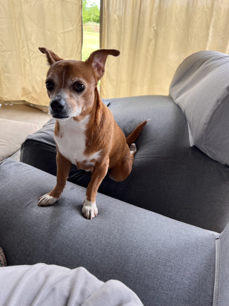 Ruby, a Rat Terrier and Chihuahua mix tested with EmbarkVet.com