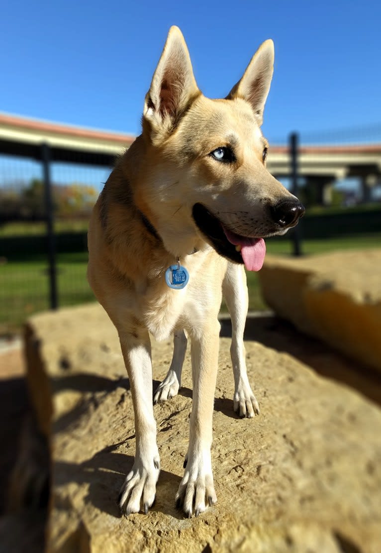 Skye, a Siberian Husky and German Shepherd Dog mix tested with EmbarkVet.com