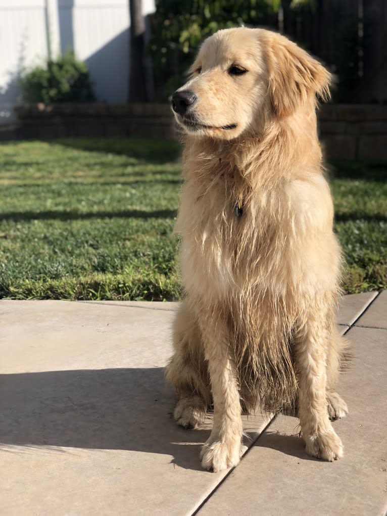 Kai, a Border Collie and Golden Retriever mix tested with EmbarkVet.com