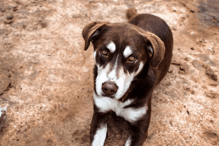 Brownie, a Siberian Husky and American Pit Bull Terrier mix tested with EmbarkVet.com