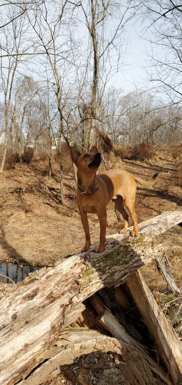 Pip, a Miniature Pinscher and Chihuahua mix tested with EmbarkVet.com