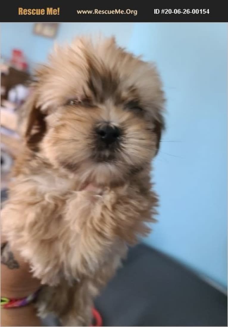 Gonta, a Yorkshire Terrier and Cocker Spaniel mix tested with EmbarkVet.com