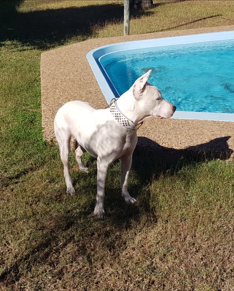 Zeus, an American Pit Bull Terrier and Australian Cattle Dog mix tested with EmbarkVet.com