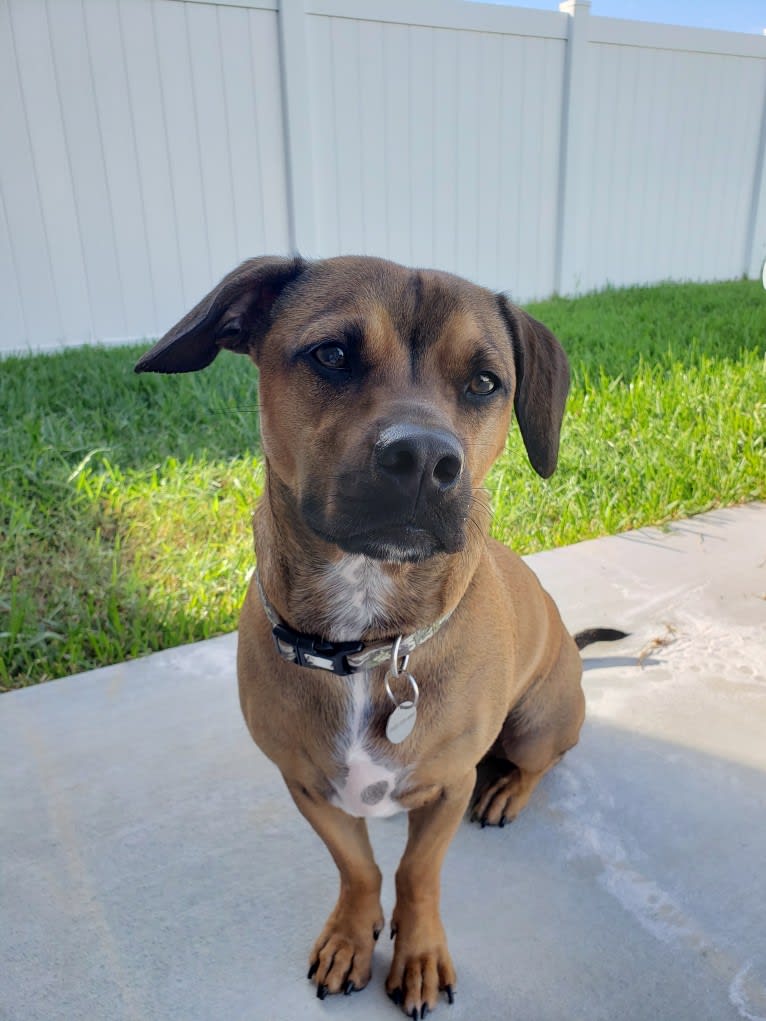 Gatlin, a Chihuahua and American Pit Bull Terrier mix tested with EmbarkVet.com