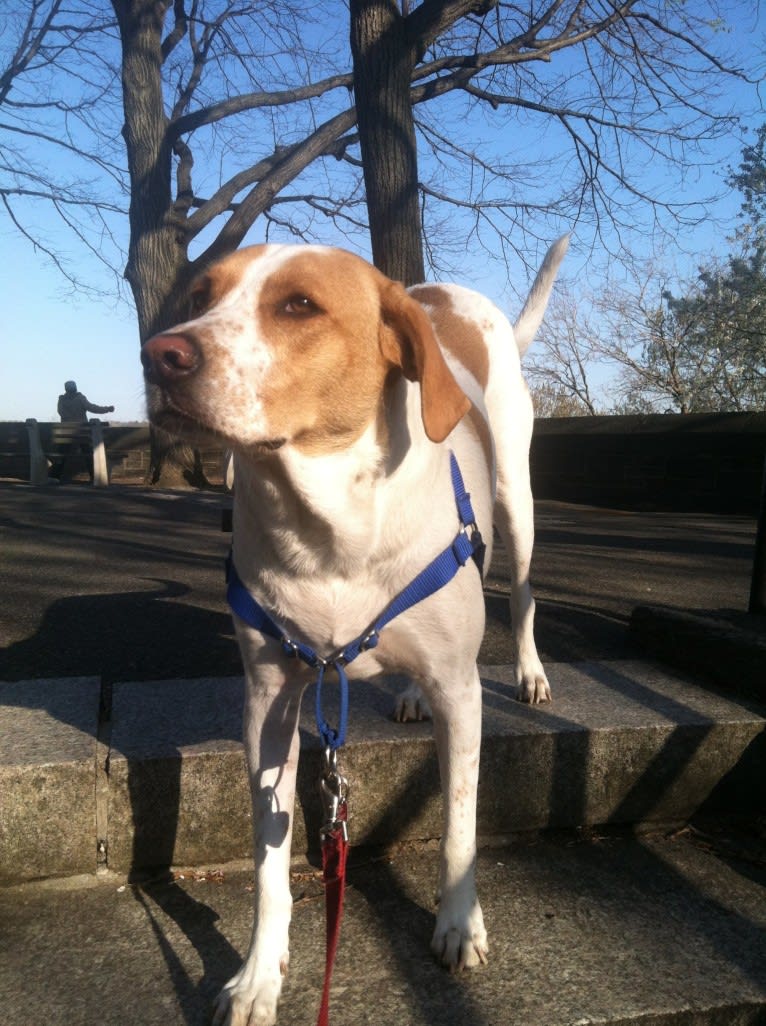 Spencer, a Bluetick Coonhound and Labrador Retriever mix tested with EmbarkVet.com