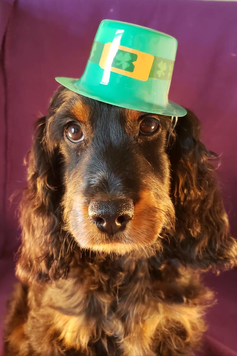 LATTE, a Cockapoo tested with EmbarkVet.com