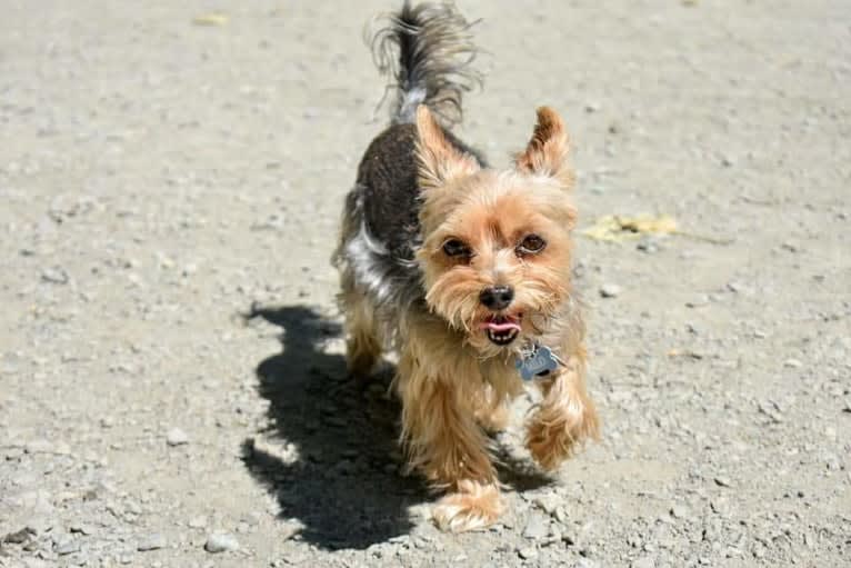 Milo, a Miniature Schnauzer and Biewer Terrier mix tested with EmbarkVet.com