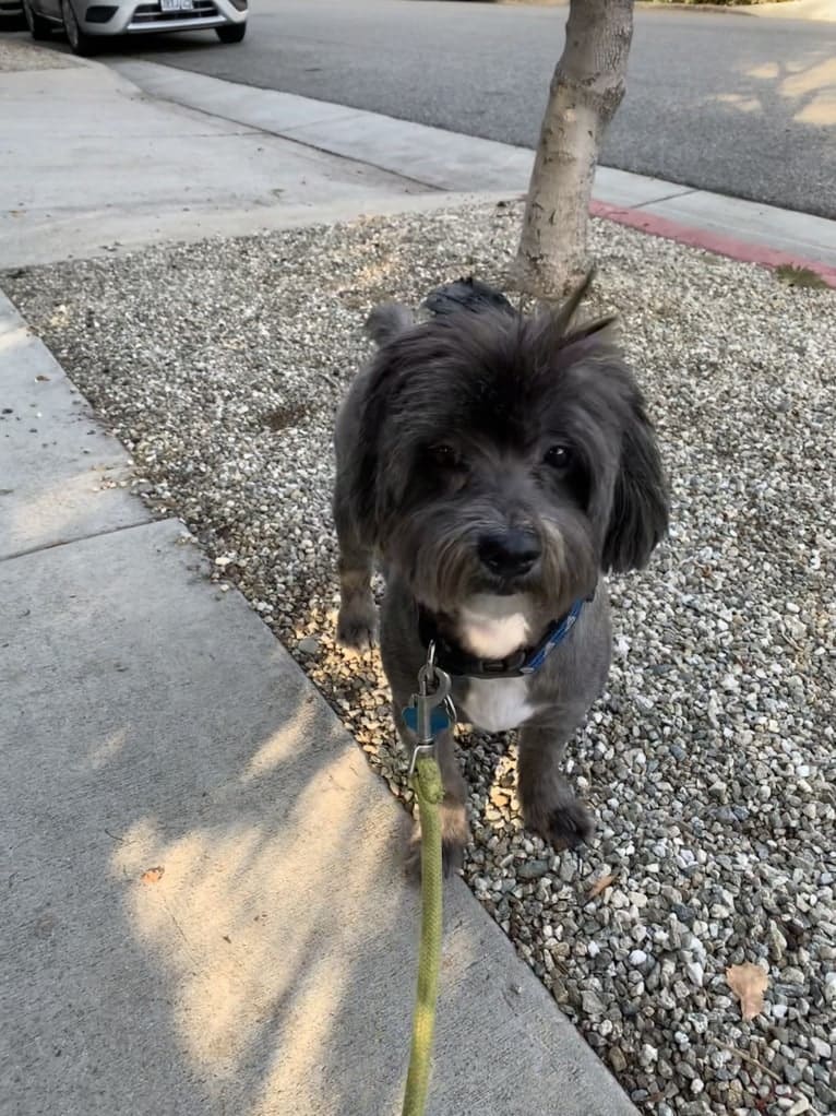 Baxter, a Shih Tzu and Poodle (Small) mix tested with EmbarkVet.com