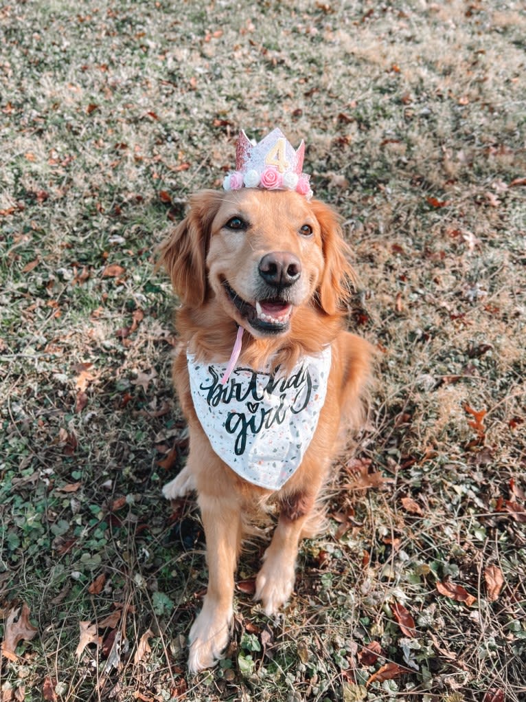 Marley, a Golden Retriever tested with EmbarkVet.com