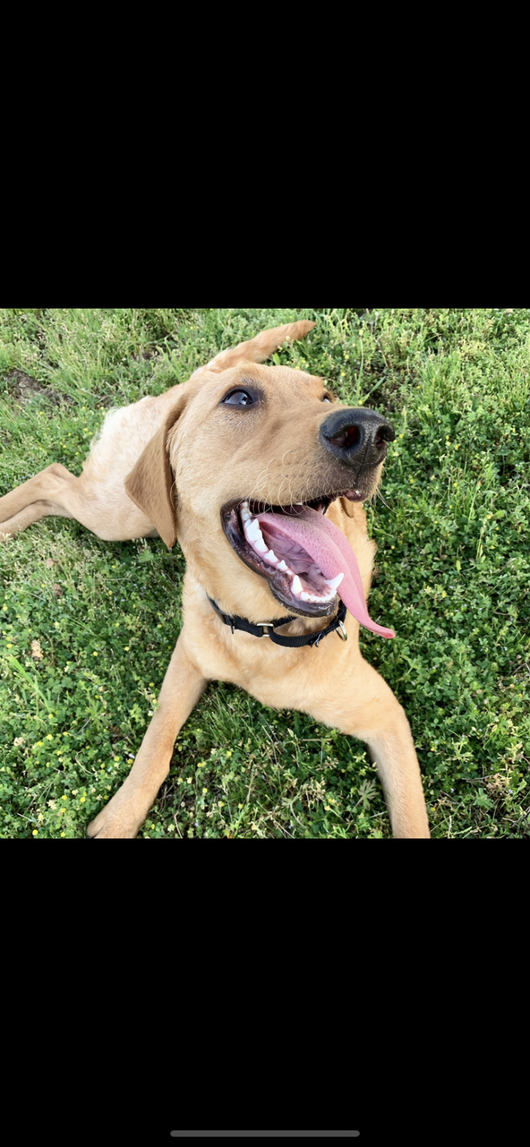 Murphy, a Labradoodle tested with EmbarkVet.com