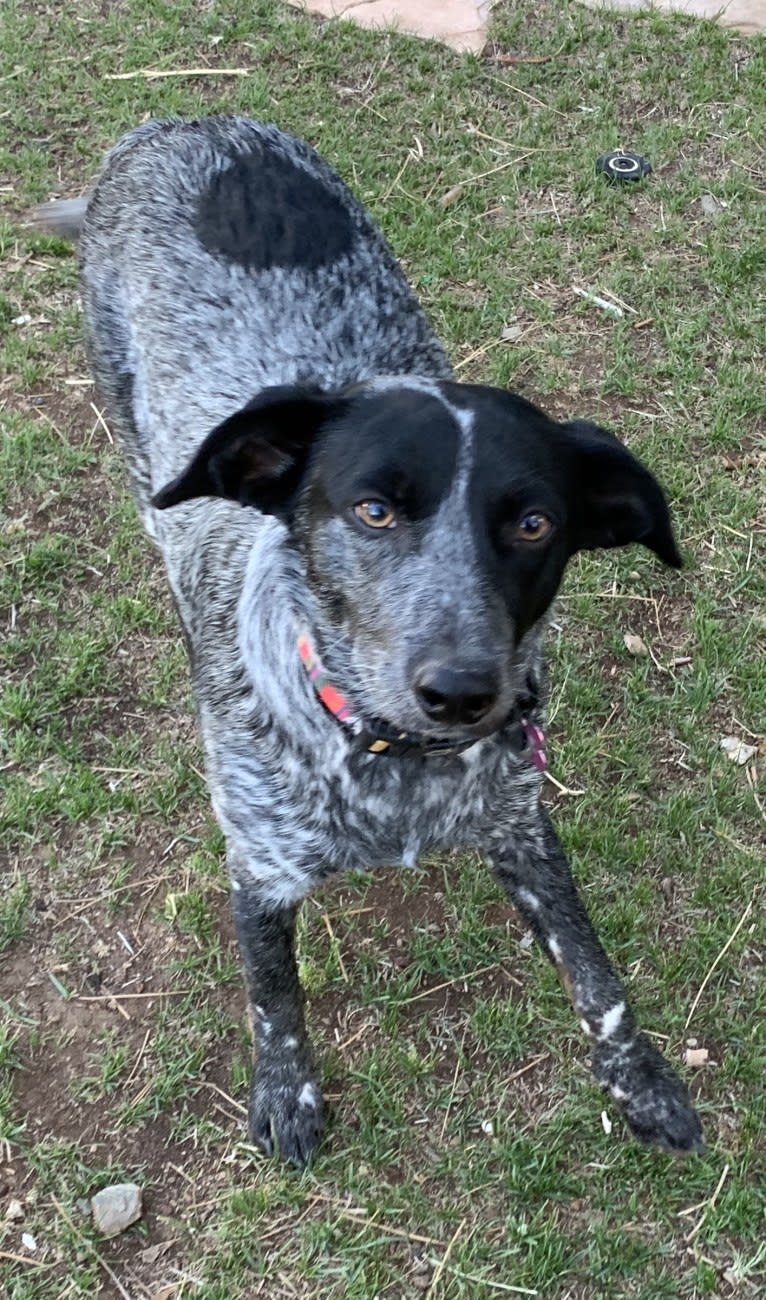 Sophie, an Australian Cattle Dog and Dachshund mix tested with EmbarkVet.com