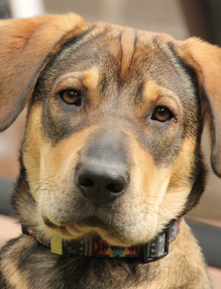 Clover, an Eastern European Village Dog and Chinese Shar-Pei mix tested with EmbarkVet.com