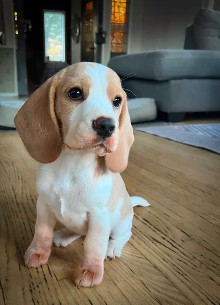 Cosette, a Beagle tested with EmbarkVet.com