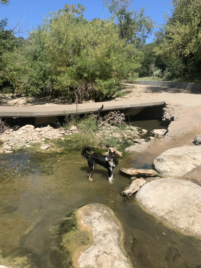 Tim, an Australian Shepherd tested with EmbarkVet.com