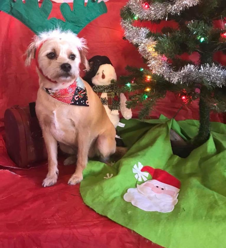 Rusty, a Russell-type Terrier and Miniature Pinscher mix tested with EmbarkVet.com