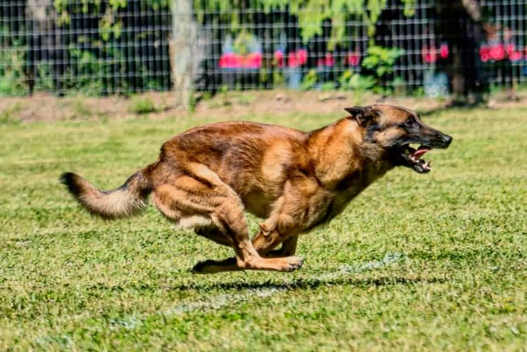 Oso, a Belgian Shepherd tested with EmbarkVet.com