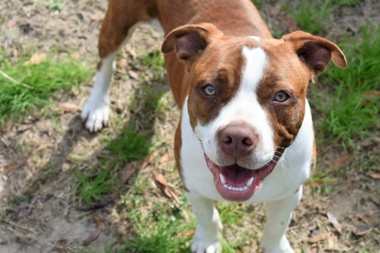 Charlie, an American Pit Bull Terrier and Bulldog mix tested with EmbarkVet.com