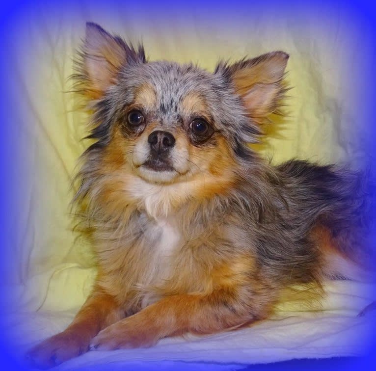 Merlin, a Chihuahua tested with EmbarkVet.com