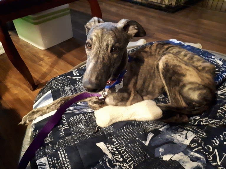 Gina, a Greyhound tested with EmbarkVet.com