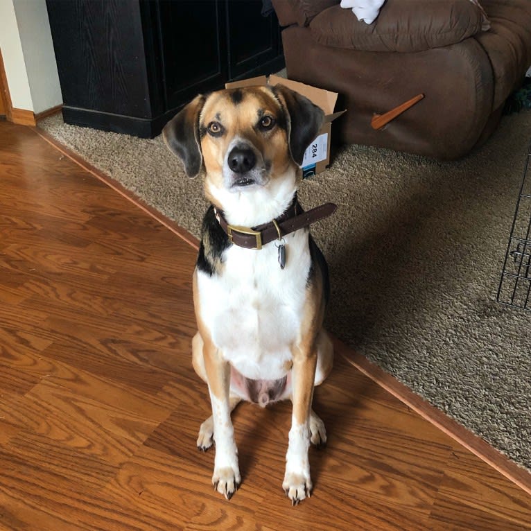 Jake, an American Foxhound and Beagle mix tested with EmbarkVet.com