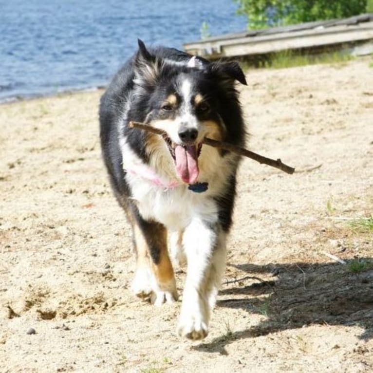 Levy, an Australian Shepherd and Border Collie mix tested with EmbarkVet.com