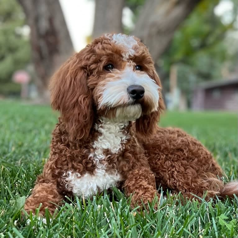Beau, a Goldendoodle tested with EmbarkVet.com