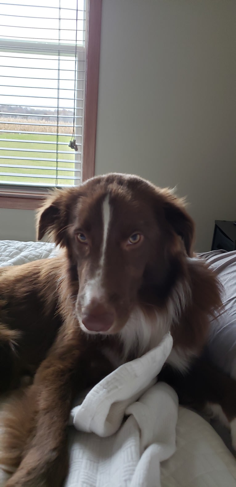 Chili, a Border Collie and English Springer Spaniel mix tested with EmbarkVet.com