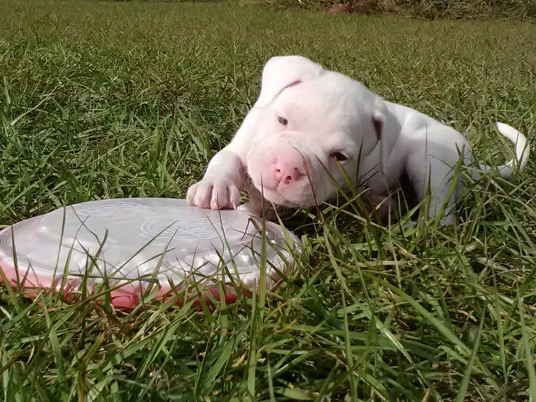 Storm, an American Bulldog tested with EmbarkVet.com